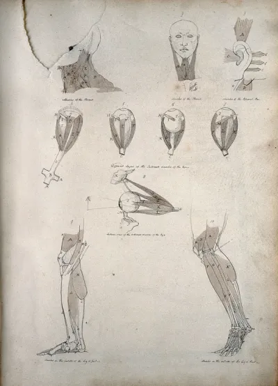 Muscles of the neck, ear, eye, and lower limb: ten figures