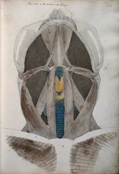 Muscles of the neck: front view from below