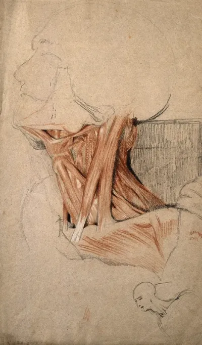Muscles of the neck: head and neck of an écorché figure, and small sketch of a head and neck