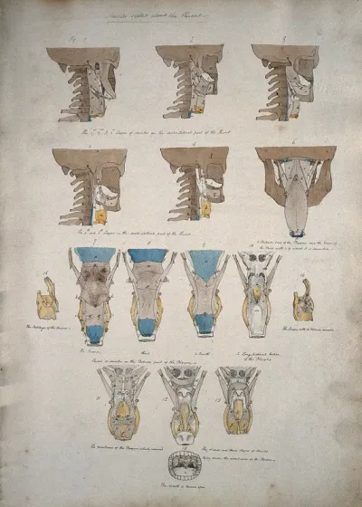 Muscles of the neck: sixteen figures