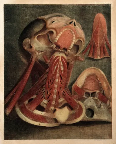 Muscles of the neck, tongue and jaws