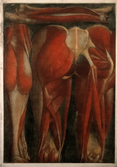 Muscles of the pelvis and leg: two écorchés, rear view