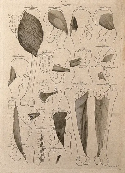 Muscles of the pelvis and thigh: 17 figures