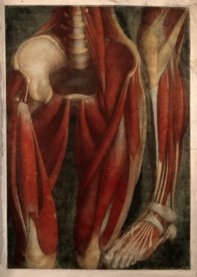 Muscles of the pelvis, leg and foot: two écorchés, front view