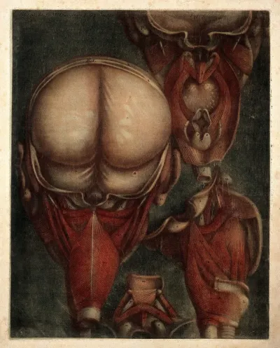 Muscles of the pharynx, viewed from the back and side, and separated