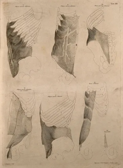 Muscles of the rib-cage