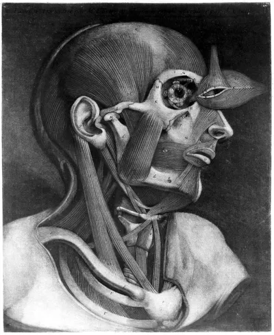 Muscles of the right side of the head and neck