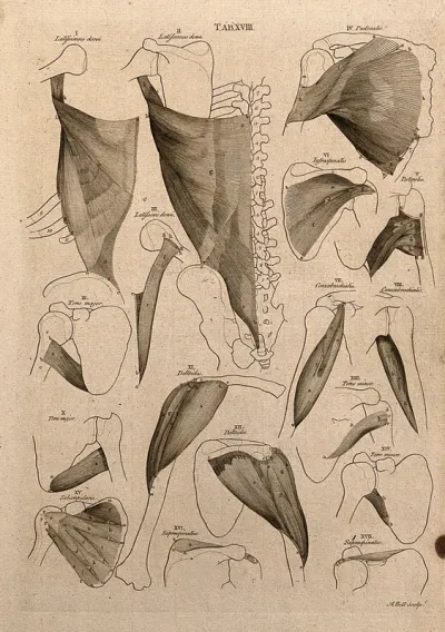 Muscles of the shoulder: 24 figures