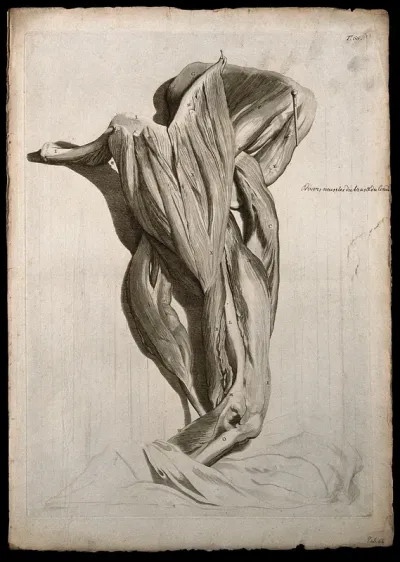 Muscles of the shoulder, upper and lower arm