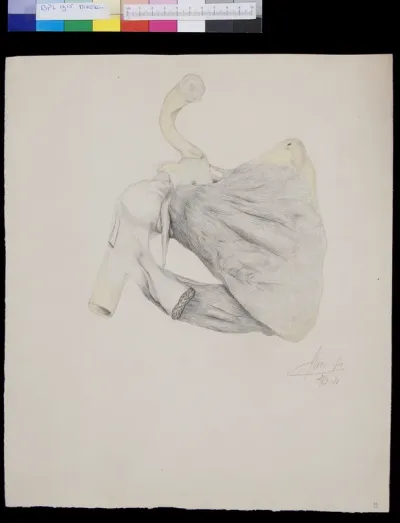 Muscles of the shoulder