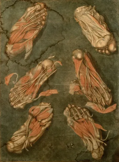 Muscles of the sole of the foot