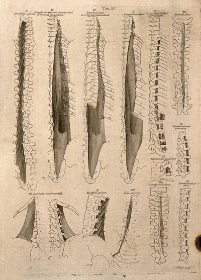 Muscles of the spine: 14 figures