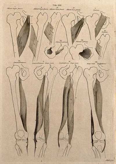 Muscles of the thigh: 12 figures
