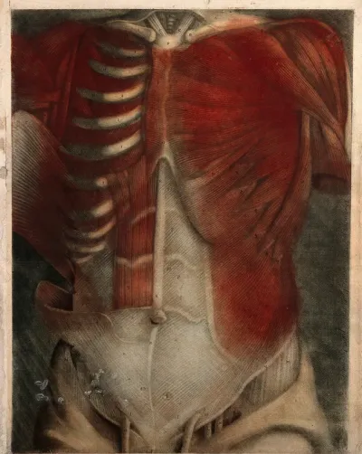 Muscles of the thorax and abdomen: écorchés figures