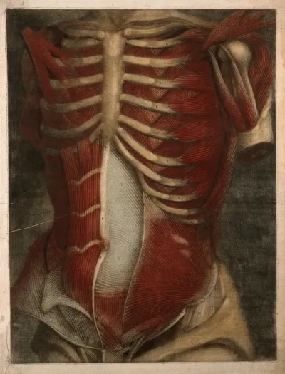 Muscles of the thorax and abdomen, with the bones of the ribcage, clavicle and upper arm: écorchés figure