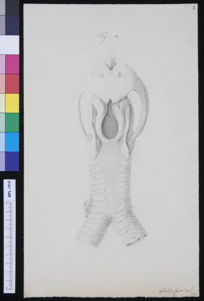 Muscles of the throat