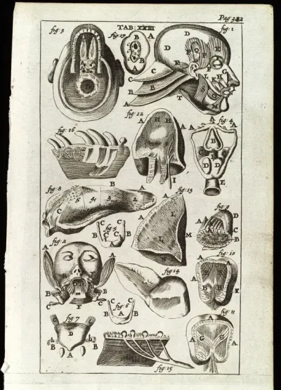 Muscles of the tongue and head