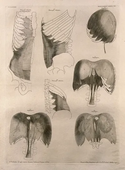 Muscles of the trunk and diaphragm: seven figures