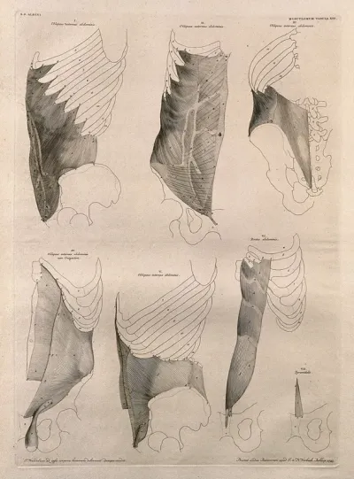 Muscles of the trunk: seven figures