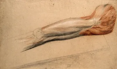 Muscles of the upper leg and the groin: an écorché cadaver resting on a slab