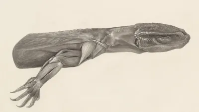 Muscular tissue of a lizards leg