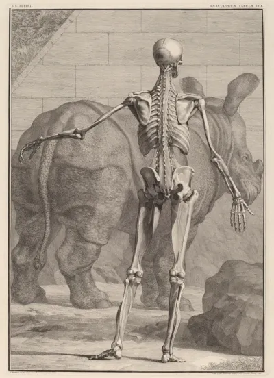 Musculorum Tabula VIII