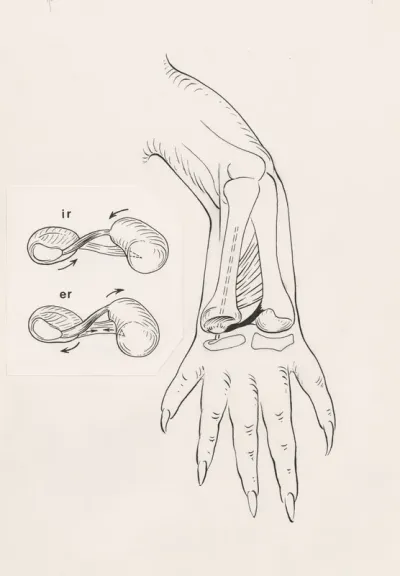 Musculoskeletal system of the lower arm of an iguana