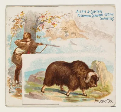 Musk Ox, from Quadrupeds series (N41) for Allen & Ginter Cigarettes