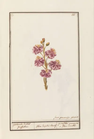Muurbloem (Erysimum cheiri)