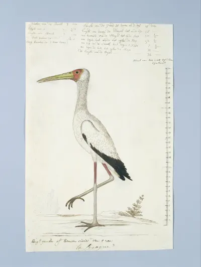 Mycteria ibis (Afrikaanse nimmerzat)