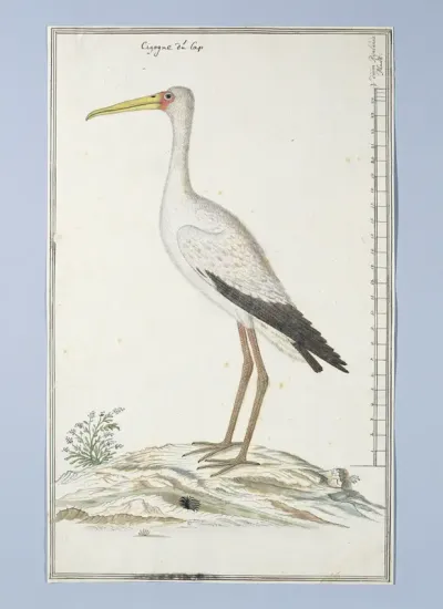 Mycteria ibis (Yellow-billed stork or Wood stork)
