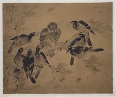 Mynah Birds Attacking an Owl