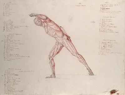 Myologic structure of the 'Borghese Gladiator' statue: the figure is presented as an écorché