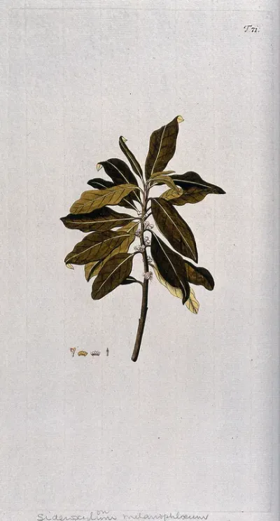 Myrsine melanophleos: flowering stem with separate floral segments