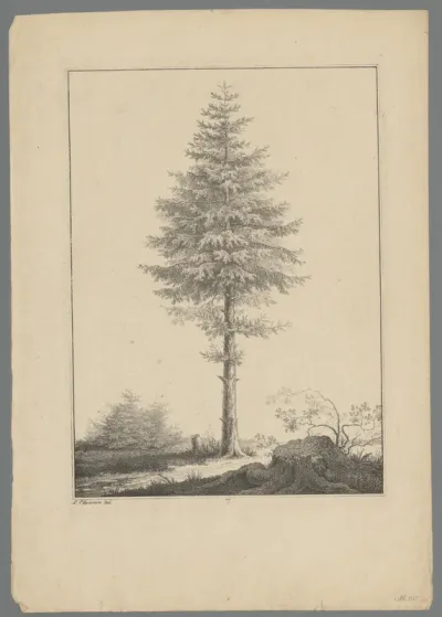 Naaldboom in een landschap