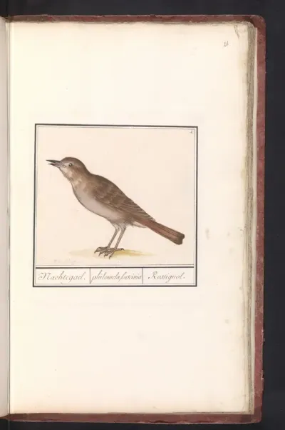 Nachtegaal (Luscinia megarhynchos)