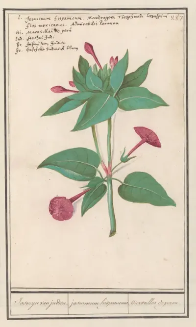 Nachtschone (Mirabilis jalapa)