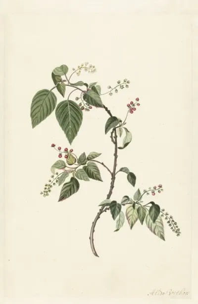 Nandina