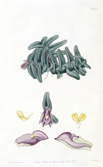 Nanodes discolor