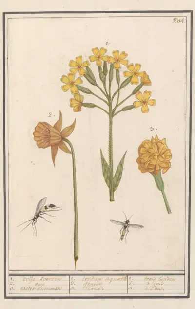 Narcis (Narcissus), Gulden sleutelbloem (Primula veris) en Afrikaantje (Tagetes)