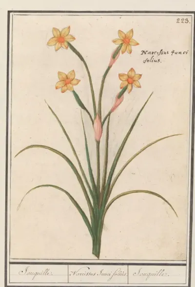 Narcis (Narcissus)