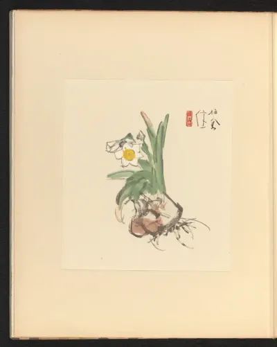 Narcissen
