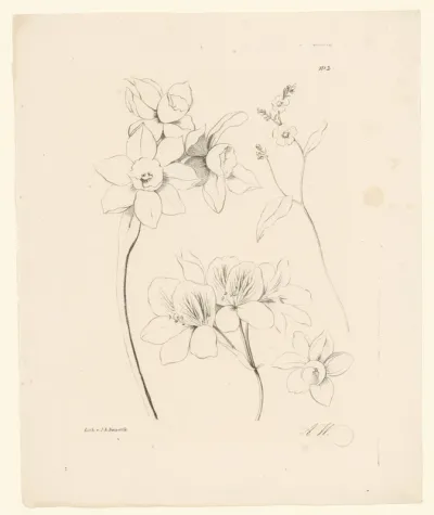 Narcissen en andere bloemen