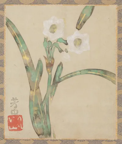 Narcissus
