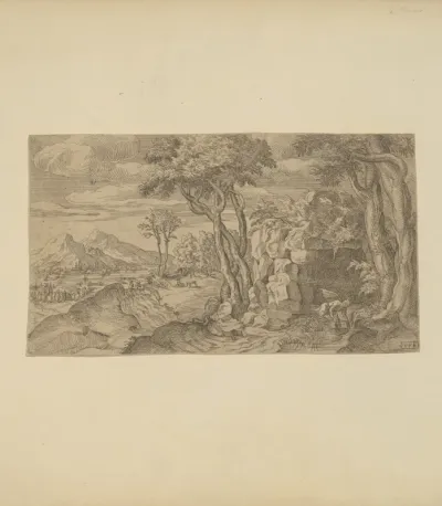 Narcissus