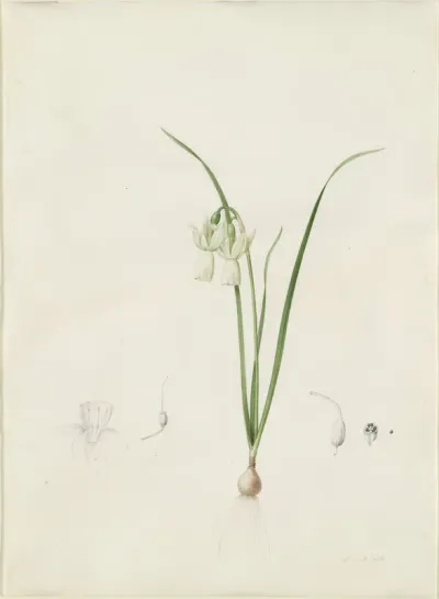 Narcissus calathinus