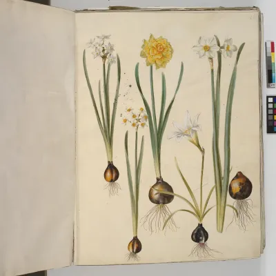 Narcissus ×incomparabilis; Narcissus pseudonarcissus