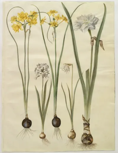 Narcissus jonquilla (siv-narcis); Narcissus tazetta (tazet); Narcissus pseudonarcissus moschatus (moskus-narcis); Narcissus poeticus (pinselilje)