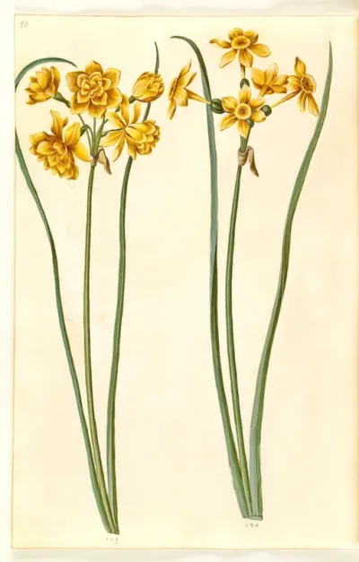 Narcissus jonquilla (siv-narcis)