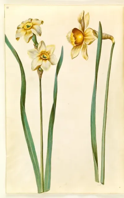 Narcissus ×medioluteus (toblomstret narcis); Narcissus ×incomparabilis (have-narcis)